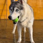 Sibirian Husky Anchjo, 04/2022, ca. 55 cm, 61381 Friedrichsdorf