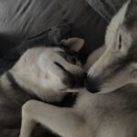 Sibirian Husky Anchjo, 04/2022, ca. 55 cm, 61381 Friedrichsdorf