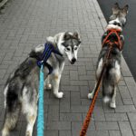 Sibirian Husky Anchjo, 04/2022, ca. 55 cm, 61381 Friedrichsdorf