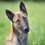 Malinois Anubis, 06/2023, ca. 60 cm, 39624 Kalbe