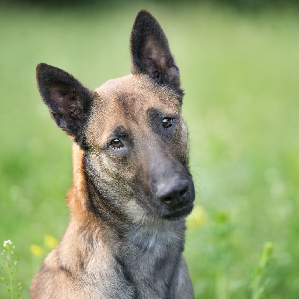 Malinois Anubis, 06/2023, ca. 60 cm, 39624 Kalbe