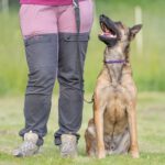 Malinois Anubis, 06/2023, ca. 60 cm, 39624 Kalbe