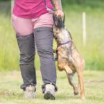 Malinois Anubis, 06/2023, ca. 60 cm, 39624 Kalbe