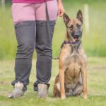 Malinois Anubis, 06/2023, ca. 60 cm, 39624 Kalbe