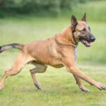 Malinois Anubis, 06/2023, ca. 60 cm, 39624 Kalbe