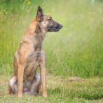 Malinois Anubis, 06/2023, ca. 60 cm, 39624 Kalbe