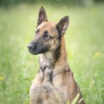 Malinois Anubis, 06/2023, ca. 60 cm, 39624 Kalbe