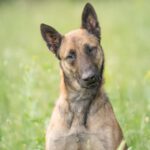 Malinois Anubis, 06/2023, ca. 60 cm, 39624 Kalbe