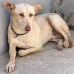 Podenco-Mischling Arco, 06/2024, ca. 53 cm