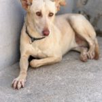 Podenco-Mischling Arco, 06/2024, ca. 53 cm