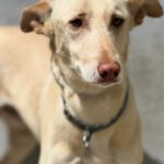 Podenco-Mischling Arco, 06/2024, ca. 53 cm
