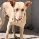 Podenco-Mischling Arco, 06/2024, ca. 53 cm