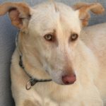 Podenco-Mischling Arco, 06/2024, ca. 53 cm
