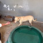 Podenco-Mischling Arco, 06/2024, ca. 53 cm
