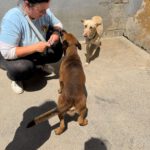 Podenco-Mischling Arco, 06/2024, ca. 53 cm