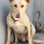 Podenco-Mischling Arco, 06/2024, ca. 53 cm