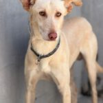 Podenco-Mischling Arco, 06/2024, ca. 53 cm