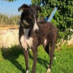 Galgo Ariel, 10/2022, ca. 64 cm