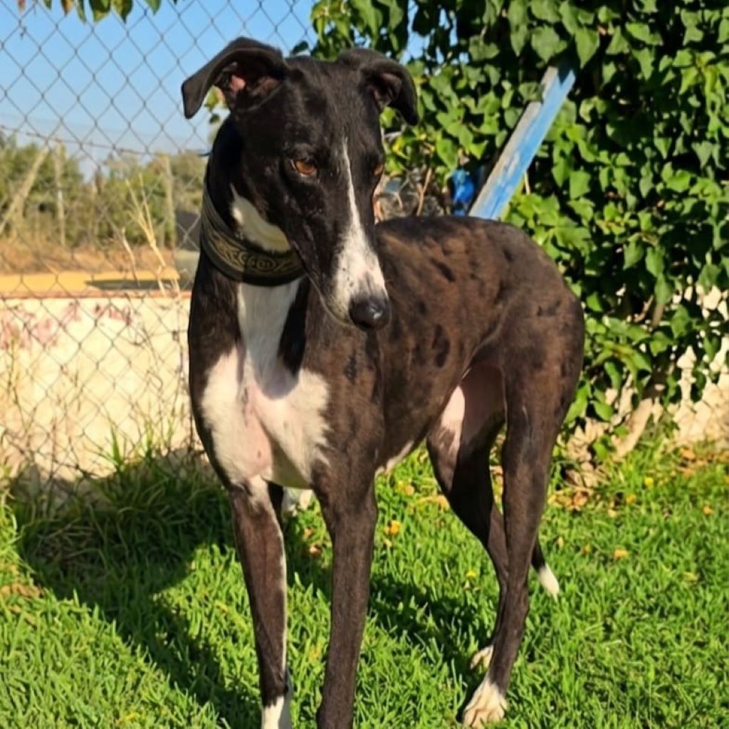Galgo Ariel, 10/2022, ca. 64 cm