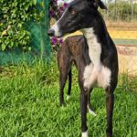 Galgo Ariel, 10/2022, ca. 64 cm
