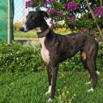 Galgo Ariel, 10/2022, ca. 64 cm