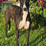 Galgo Ariel, 10/2022, ca. 64 cm