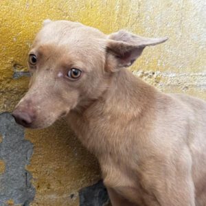 Podenco Arnold, 01/2025, ca. 45 cm