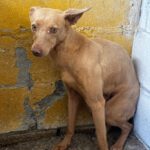 Podenco Arnold, 01/2025, ca. 45 cm