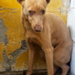 Podenco Arnold, 01/2025, ca. 45 cm