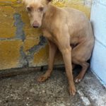 Podenco Arnold, 01/2025, ca. 45 cm