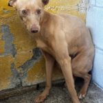 Podenco Arnold, 01/2025, ca. 45 cm