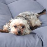 Yorkshire Terrier Bakkarat, 07/2017, ca. 25 cm, 47506 Neukirchen