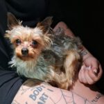 Yorkshire Terrier Bakkarat, 07/2017, ca. 25 cm, 47506 Neukirchen