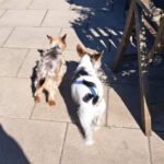 Yorkshire Terrier Bakkarat, 07/2017, ca. 25 cm, 47506 Neukirchen