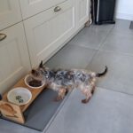 Yorkshire Terrier Bakkarat, 07/2017, ca. 25 cm, 47506 Neukirchen