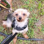 Yorkshire Terrier Bakkarat, 07/2017, ca. 25 cm, 47506 Neukirchen