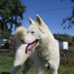 Husky Balto, 05/2025, ca. 63 cm