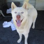 Husky Balto, 05/2025, ca. 63 cm