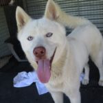 Husky Balto, 05/2025, ca. 63 cm