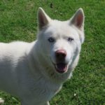 balto-ch-2606-4