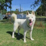 Husky Balto, 05/2025, ca. 63 cm