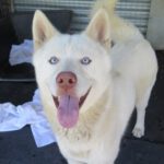 Husky Balto, 05/2025, ca. 63 cm