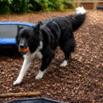 Border Collie Balto, 04/2020, ca. 50 cm, 42477 Radevormwald