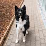 Border Collie Balto, 04/2020, ca. 50 cm, 42477 Radevormwald