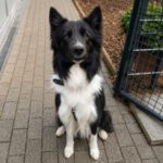 Border Collie Balto, 04/2020, ca. 50 cm, 42477 Radevormwald