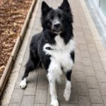 Border Collie Balto, 04/2020, ca. 50 cm, 42477 Radevormwald