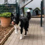 Border Collie Balto, 04/2020, ca. 50 cm, 42477 Radevormwald