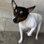 Bodeguero-Mischling Bambi, 11/2023, ca 35 cm
