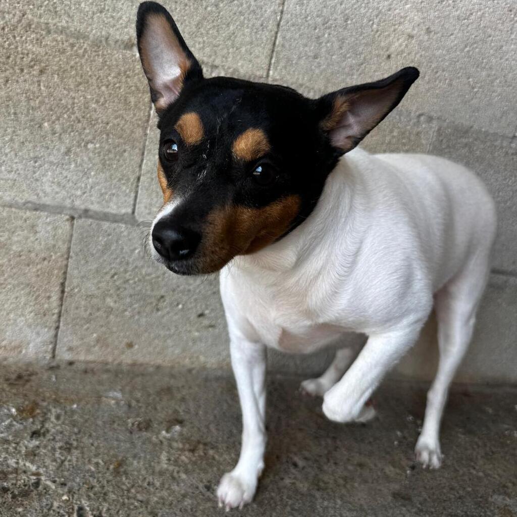 Bodeguero-Mischling Bambi, 11/2023, ca 35 cm