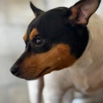 Bodeguero-Mischling Bambi, 11/2023, ca 35 cm